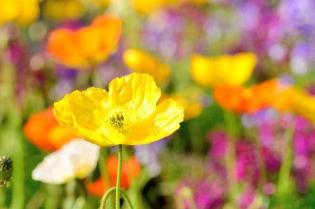 Poppy, Icelandic  Papaver nudicaule